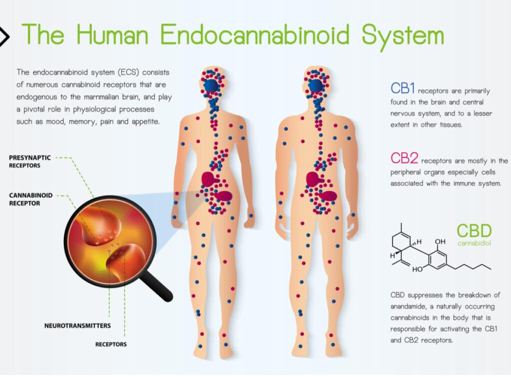 CBD relationship with the Body's ECS